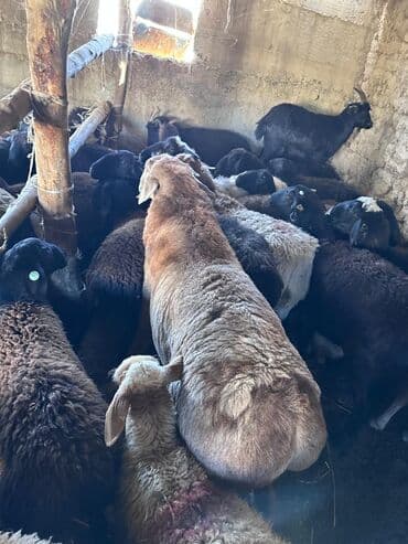 компрессор для колес: Арашан кочкор линия Широкого 3жаш — 5