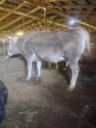 Продаю | Корова (самка) | Для молока | Привязанные