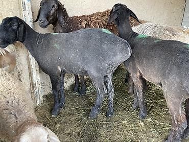 коша: Продаю | Овца (самка) | На забой — 2