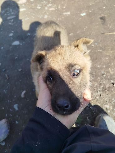 японский хаски цена: Афчарка азият размешинный — 1