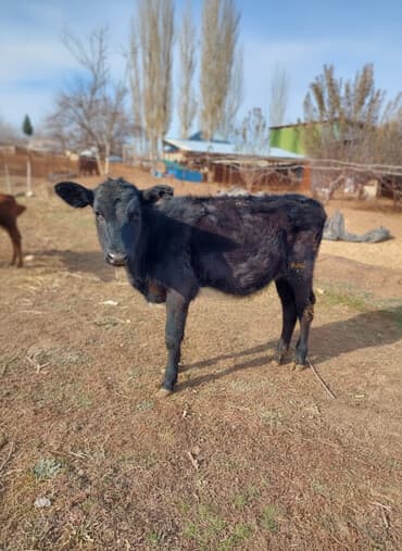 продаю дойную козу: Продаю | Тёлка | Для разведения — 1