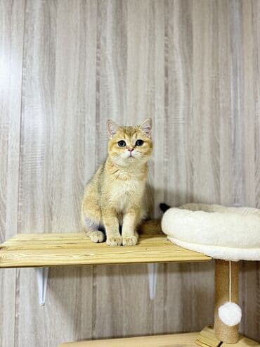сколько стоит скоттиш фолд: Скотиш Фолд (Шотландская вислоухая), 6 месяцев, Мальчик, Золотая шиншилла, С документами, С прививками, Приучена к лотку — 8