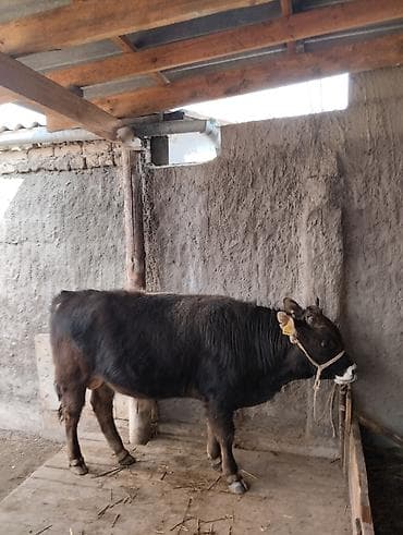 Продаю | Бык (самец) | Для разведения | Привязанные