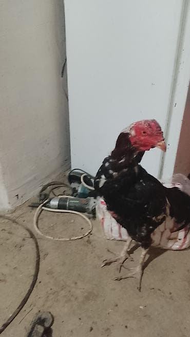 Электротранспорт: Эч качан качкан эмес баасы 5000 суйлошу жолдору бар 😉 — 6