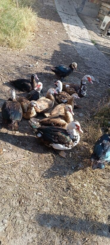 продаю в связи с переездом: Срочно продается индоутки — 3