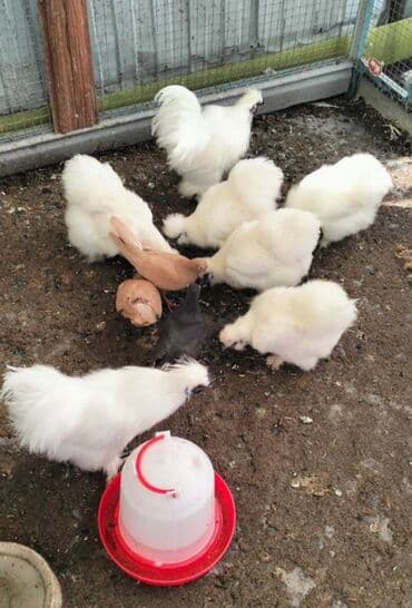 Продам шелков