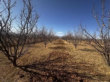 продаю квартира аламедин 1: Өсүмдүк өстүрүлүүчү чарба, 80 соток, Иштеп жаткан, Жабдууларсыз, Коммуникацияларсыз — 2