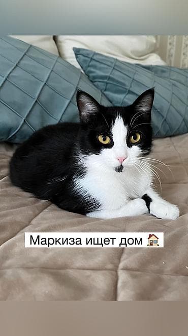 отдам кошку в хорошие руки: Кошка даром: Беспородная, 9 месяцев, Девочка, Кастрирована, Приучена к лотку, Проглистована — 1