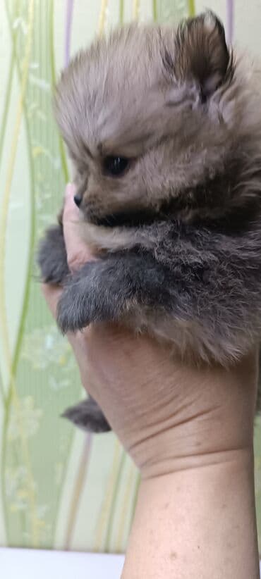 куплю йоркширского терьера: Шпиц, 1 месяц, Самец — 4