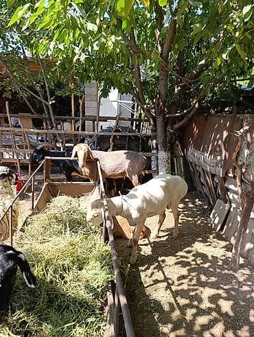 музо алам: Продаю | Овца (самка) | Полукровка | На забой | Ярка — 6