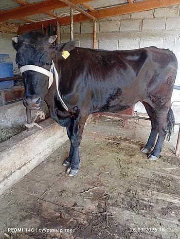 простые куры: Продаю | Корова (самка) | Привязанные — 4