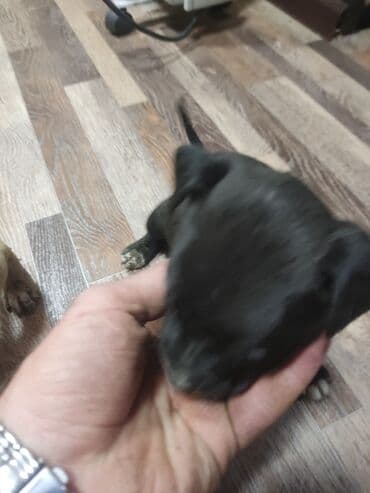 бульдог цена: Щенки К Продаже готовы Питбуль кушают самостоятельно 3500за 1 Срочно — 6