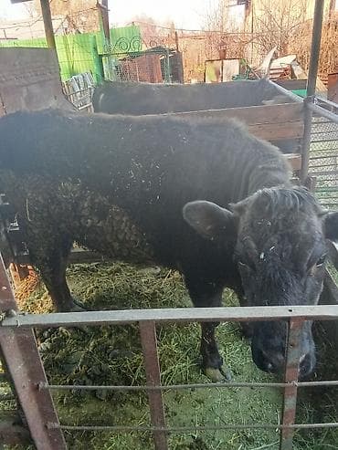 швиц музо: Продаю | Тёлка — 1