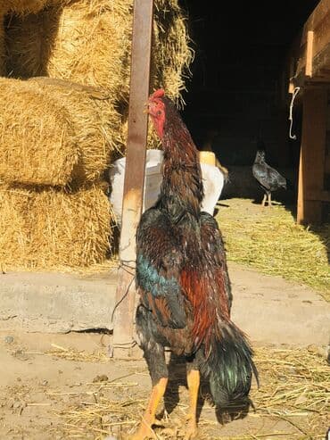 купить змею в бишкеке: Продаю | Петух, Куры | Дакан | Для боев, На забой — 8