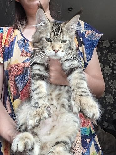 Продажа кошек: Мощные котята Мейн-куны, котята полностью вакцинированный с полным — 2