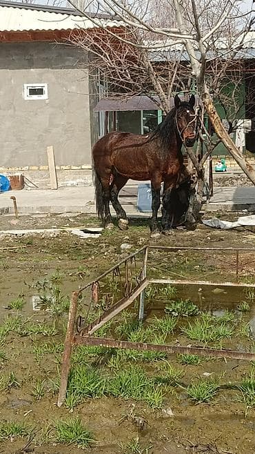 Аквариумдар: Сатам | Байтал | Жумушка — 5