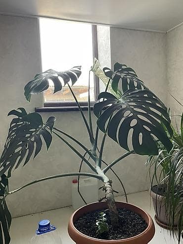 почва для посадки: Монстера делициоза (Monstera deliciosa), взрослое комнатное растение в — 1