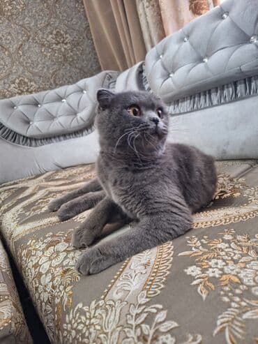 в связи с переездом отдам попугая жако в добрые руки: Шотландская вислоухая кошка (Scottish Fold) Девочка молодая,рожала 1 — 26