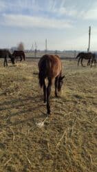 домики для котов: Продаю | Кобыла (самка) — 2