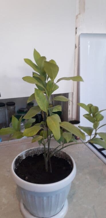 лимон цена за кг бишкек: Саженцы лимонов 2т.с.,5т.с — 6