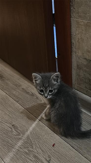 Животные: 1 месяц, Девочка, Приучена к лотку — 1
