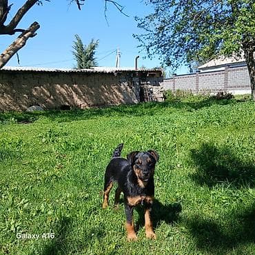 ротвейлер щенок цена: Ягдтерьер, 4 месяца, Самец — 1