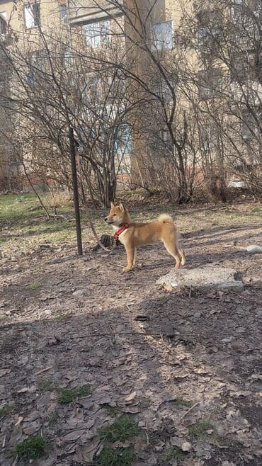 Иттер: Сиба-ину, 3 айлык, Эркек — 5