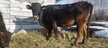 дойныйе коровы: Продаю | Тёлка | Полукровка | Для разведения | После отела — 3