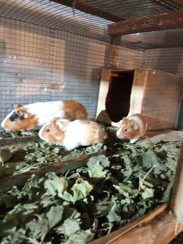 где можно купить хорька: Морская свинка. Возраст 1-2 месяца. Деткам на первом фото 1 месяц — 1