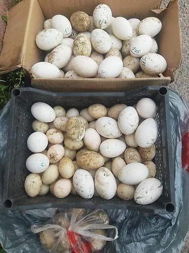 утята муларды купить: Продаю | Цыплята — 1