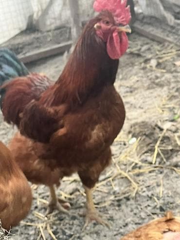 Услуги ветеринара: Продаю | Петух | Для разведения — 2