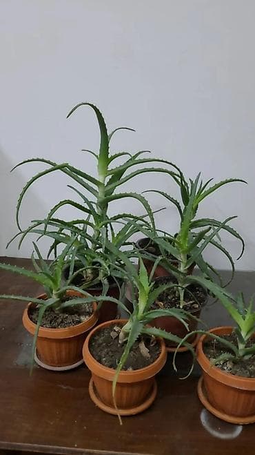 Сушилки: Алоэ от 300 сом за один👈
📍Находятся в районе 1000 мелочей — 1