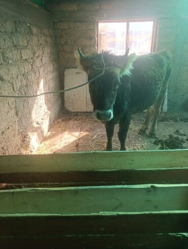 Продаю | Тёлка | Полукровка | На откорм | Привязанные at lalafo.kg Продаю | Тёлка | Полукровка | На откорм | Привязанные