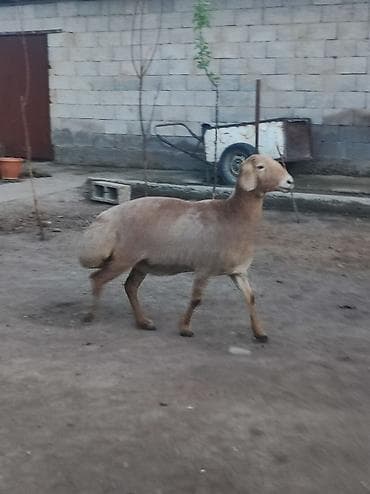 Сатам | Ургаачы кой (ургаачы) | Көбөйтүү үчүн — 3