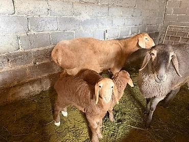 пары челек: Продаю | Овца (самка) | Арашан | Для разведения | Матка — 2