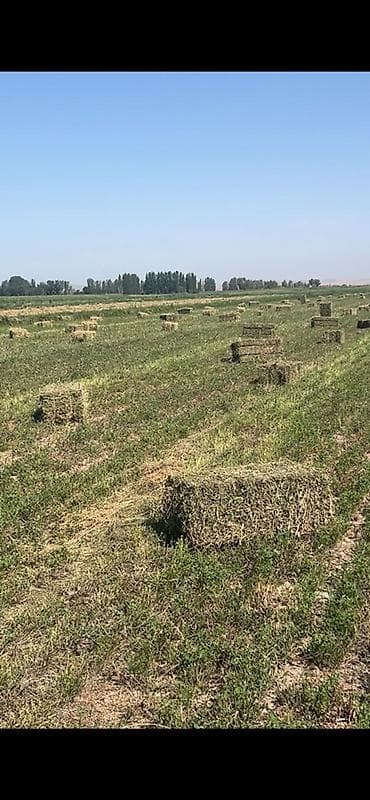 Сено в тюках (пресс-подборка,
200 сом с поля