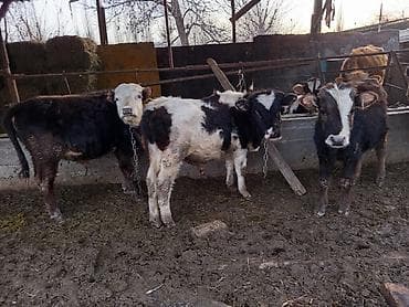 быки швиц: Продаю | Музоо, торпок | Полукровка | На откорм | Привязанные — 2