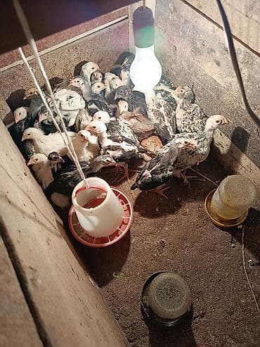 Животные: Продаю | Цыплята | Домашняя | Для разведения — 2