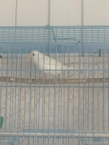 соль для животных: Продаю канарейку( самку). Возраст 2 года
Без клетки — 3