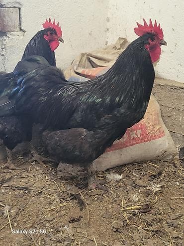 токмок кошка: Молодые петушки Джерсийского гиганта 8-9 мес.(по 2500-00 сом) — 8