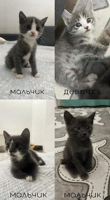 английская кошка: Милые котята, возраст 1,5 месяца 🐾 Уже приучены к туалету, начинают — 1