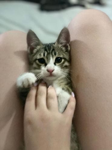 сибрайт карлик: Котёнок, короткошёрстный, тигровый табби. - Окрас: серо-коричневый — 6