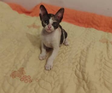 собака охотничий: Донской сфинкс, 2 месяца, Девочка, Черепаховый, Приучена к лотку — 3