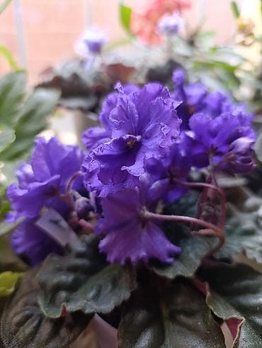 фиалка сортовая: Сенполия (узамбарская фиалка) с махровыми фиолетовыми цветами — 1