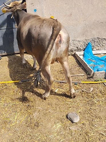 бройлер тушки: Продаю | Бык (самец) | На откорм | Привязанные — 4