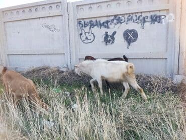 продам козу дойную: Продаю | Козлёнок | Полукровка | Для разведения — 3