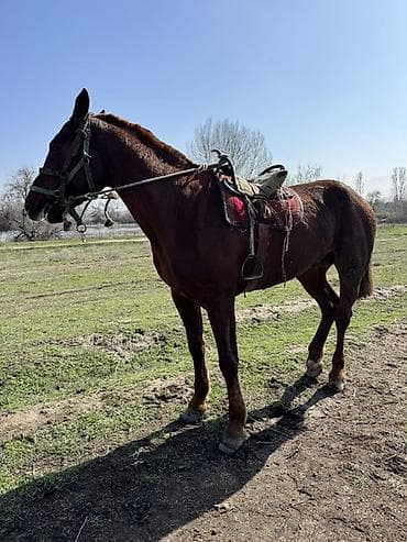 С/х животные и товары: Продаю | Жеребец | Английская, Дончак | Рабочий — 1