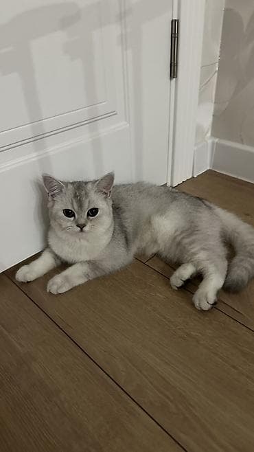 Скотиш Страйт (Шотландиялык тик кулактуу), 7 айлык, Эркек, Ак, Эмделген lalafo.kg да Скотиш Страйт (Шотландиялык тик кулактуу), 7 айлык, Эркек, Ак, Эмделген