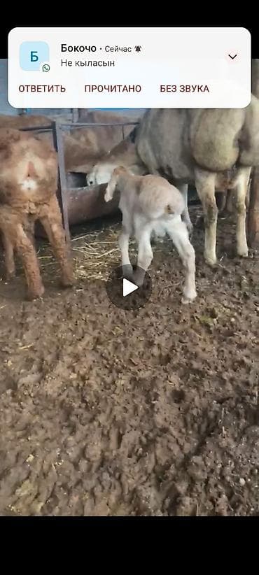 Ветеринар кызматы: Сатам | Козу — 2