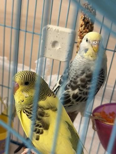 седоголовый щегол: 🐦 Продаются волнистые попугаи! 🐦 Красивые, активные и общительные — 2